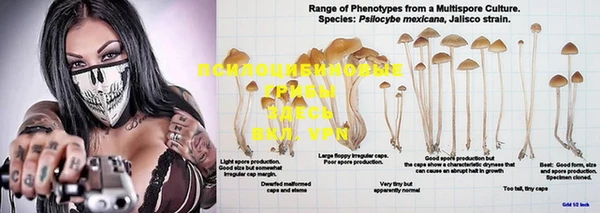 PSILOCYBIN Липки